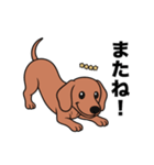 名前入りダックススムースレッド（個別スタンプ：16）
