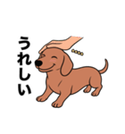 名前入りダックススムースレッド（個別スタンプ：19）