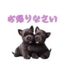 [お帰り専用]スコティッシュテリアベビー（個別スタンプ：9）