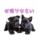 [お帰り専用]スコティッシュテリアベビー（個別スタンプ：11）