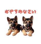 [おやすみなさい専用]ジャーマンシェパード（個別スタンプ：2）