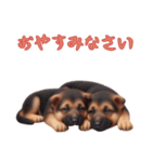 [おやすみなさい専用]ジャーマンシェパード（個別スタンプ：14）