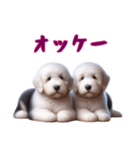 [オッケー専用]イングリッシュシープドッグ（個別スタンプ：2）