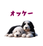[オッケー専用]イングリッシュシープドッグ（個別スタンプ：4）