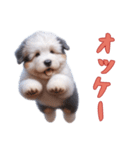 [オッケー専用]イングリッシュシープドッグ（個別スタンプ：5）