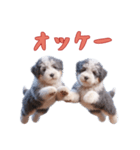 [オッケー専用]イングリッシュシープドッグ（個別スタンプ：9）