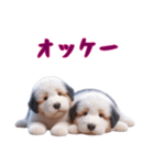 [オッケー専用]イングリッシュシープドッグ（個別スタンプ：16）