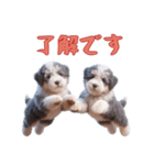 [了解です専用]イングリッシュシープドッグ（個別スタンプ：4）