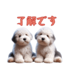 [了解です専用]イングリッシュシープドッグ（個別スタンプ：5）