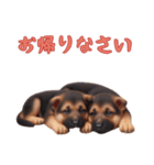 [お帰りなさい専用]ジャーマンシェパード（個別スタンプ：10）