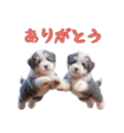 [ありがとう]イングリッシュシープドッグ（個別スタンプ：4）