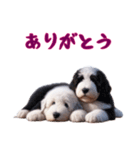 [ありがとう]イングリッシュシープドッグ（個別スタンプ：5）