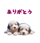 [ありがとう]イングリッシュシープドッグ（個別スタンプ：6）