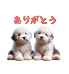 [ありがとう]イングリッシュシープドッグ（個別スタンプ：12）