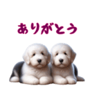 [ありがとう]イングリッシュシープドッグ（個別スタンプ：13）