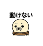 しろアザラシ（個別スタンプ：1）