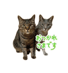 しのさんちのペット（個別スタンプ：3）