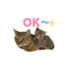 しのさんちのペット（個別スタンプ：5）