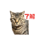 しのさんちのペット（個別スタンプ：7）