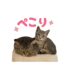 しのさんちのペット（個別スタンプ：8）