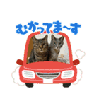 しのさんちのペット（個別スタンプ：13）