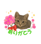 しのさんちのペット（個別スタンプ：15）