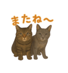 しのさんちのペット（個別スタンプ：18）