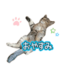 しのさんちのペット（個別スタンプ：26）