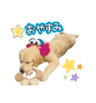しのさんちのペット（個別スタンプ：27）