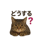 しのさんちのペット（個別スタンプ：28）