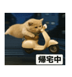 ⚫猫ミームで会話⭐40匹セット[社畜・無職編（個別スタンプ：16）