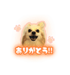 ポメチワのうゆ⑤（個別スタンプ：2）