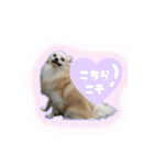 ポメチワのうゆ⑤（個別スタンプ：3）