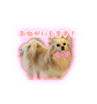 ポメチワのうゆ⑤（個別スタンプ：4）