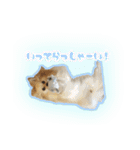 ポメチワのうゆ⑤（個別スタンプ：7）