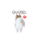 ポメチワのうゆ⑤（個別スタンプ：8）