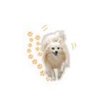 ポメチワのうゆ⑤（個別スタンプ：13）