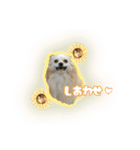 ポメチワのうゆ⑤（個別スタンプ：16）