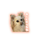 ポメチワのうゆ⑤（個別スタンプ：18）