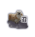 ポメチワのうゆ⑤（個別スタンプ：19）
