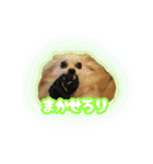 ポメチワのうゆ⑤（個別スタンプ：20）