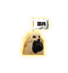 ポメチワのうゆ⑤（個別スタンプ：21）
