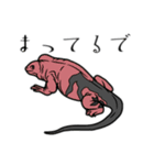 爬虫類＆両生類DY（個別スタンプ：5）
