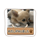 アエラ、ロングコートチワワのスタンプ（個別スタンプ：15）