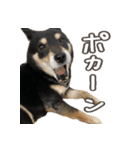 いくらとそら（個別スタンプ：4）