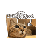 いくらとそら（個別スタンプ：5）