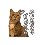 いくらとそら（個別スタンプ：13）