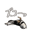 いくらとそら（個別スタンプ：16）