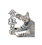いくらとそら（個別スタンプ：19）