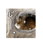 いくらとそら（個別スタンプ：27）